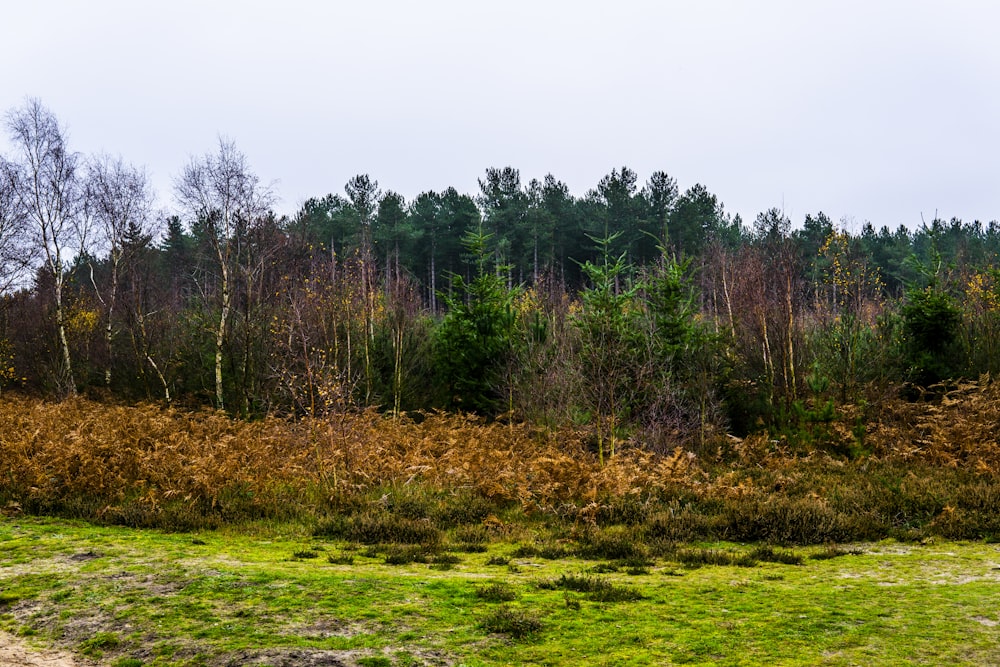 green grass field with trees