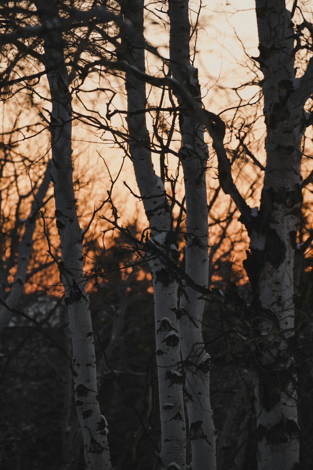 brown tree branches during daytime