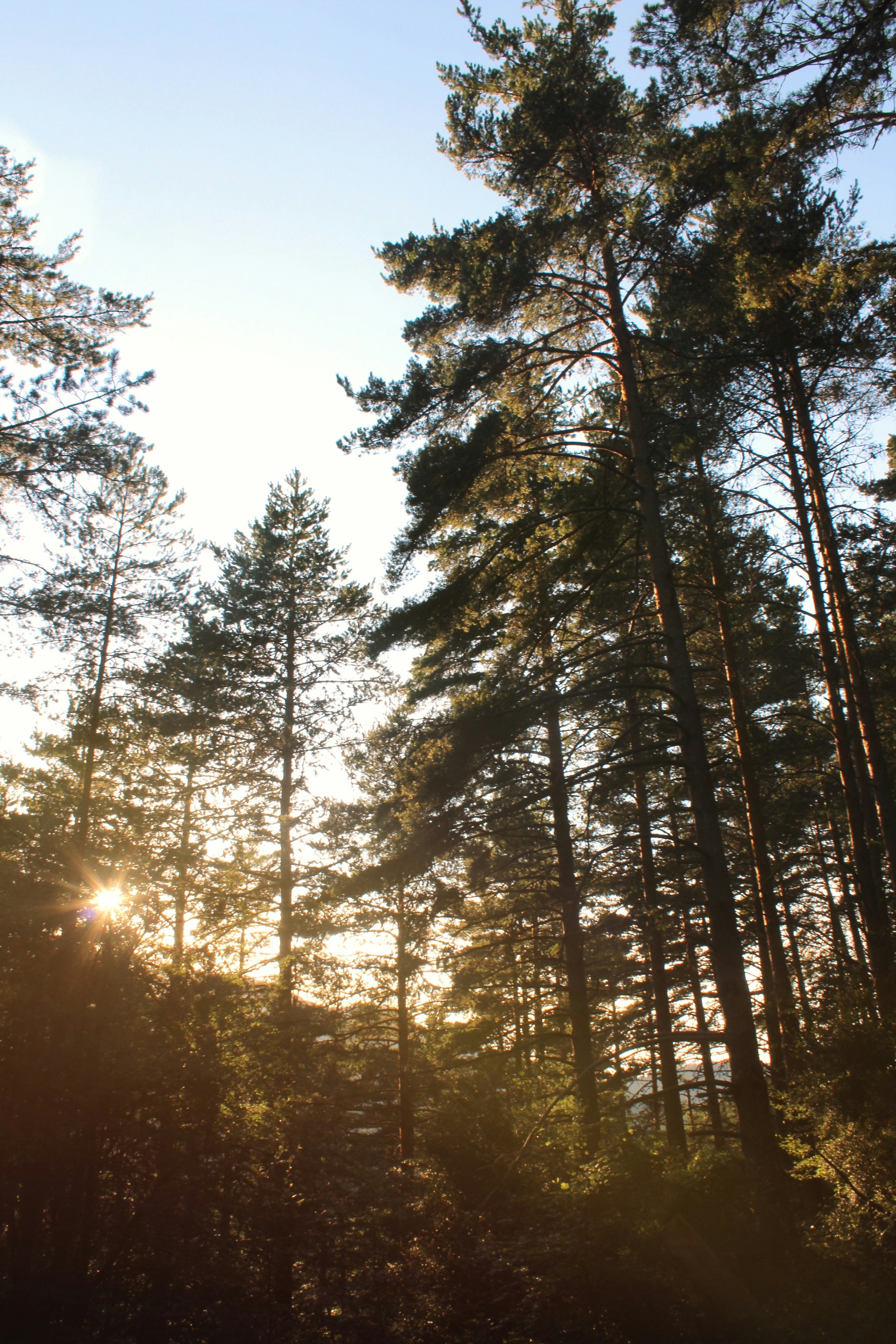 sun setting over green trees