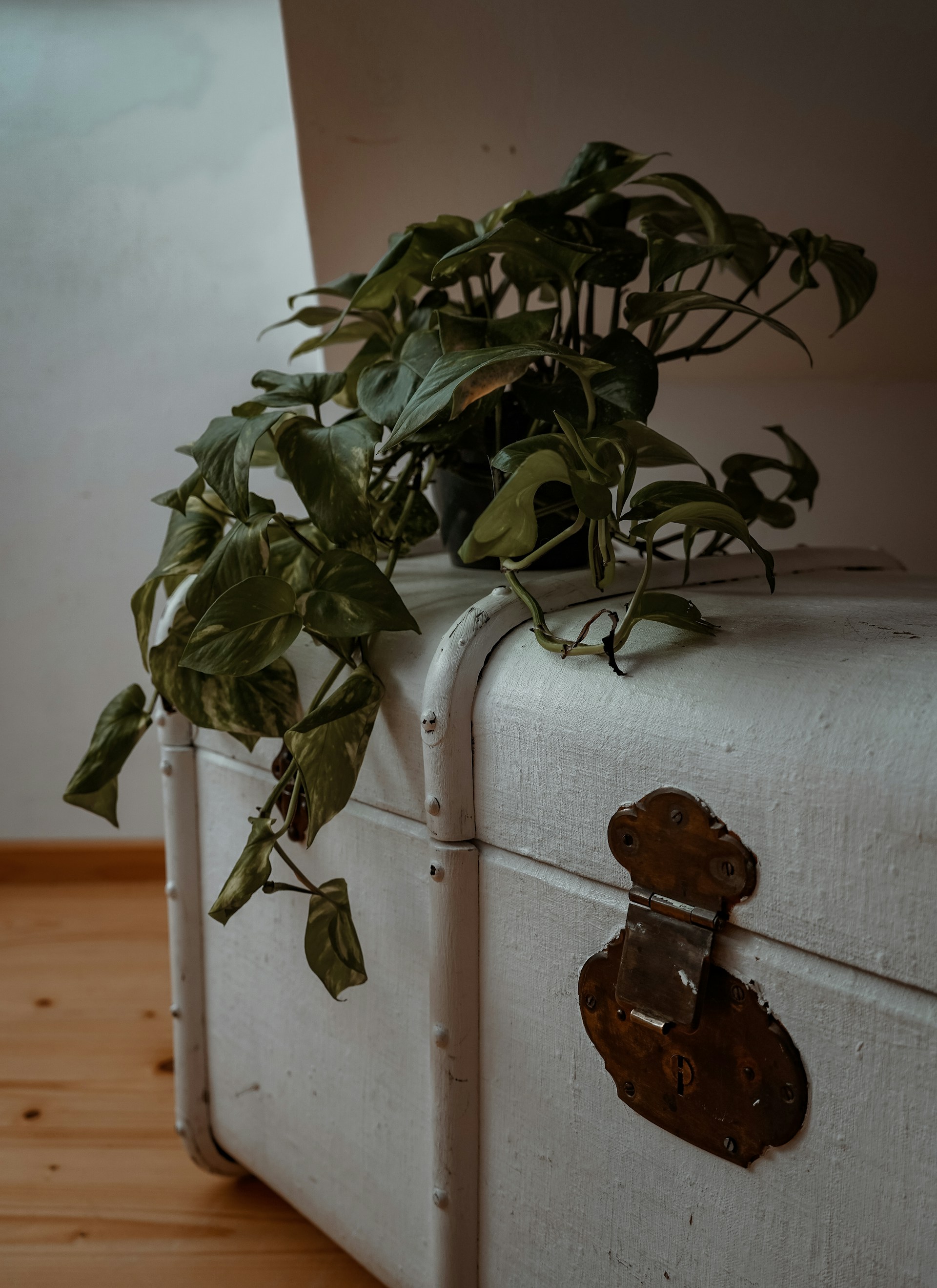 green plant on white and brown wooden table