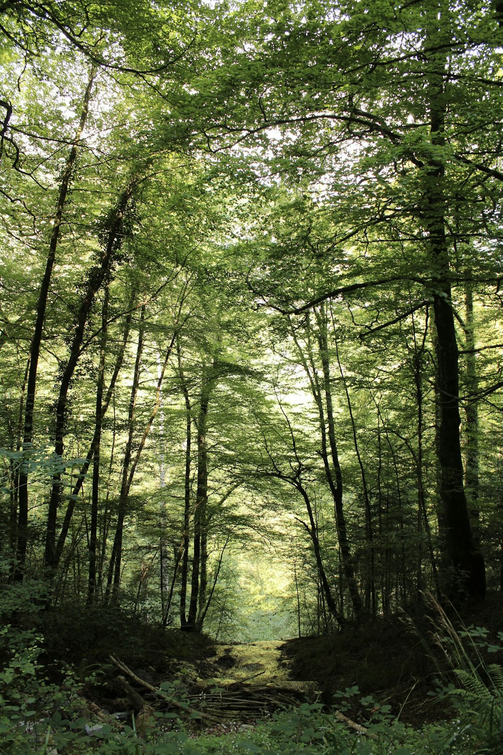 green trees on forest during daytime