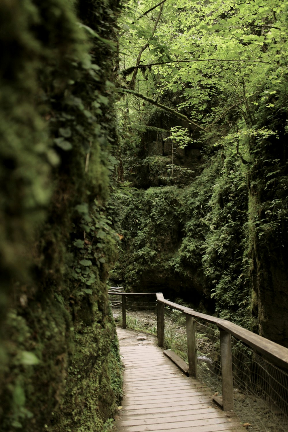 brown wooden bridge in the forest