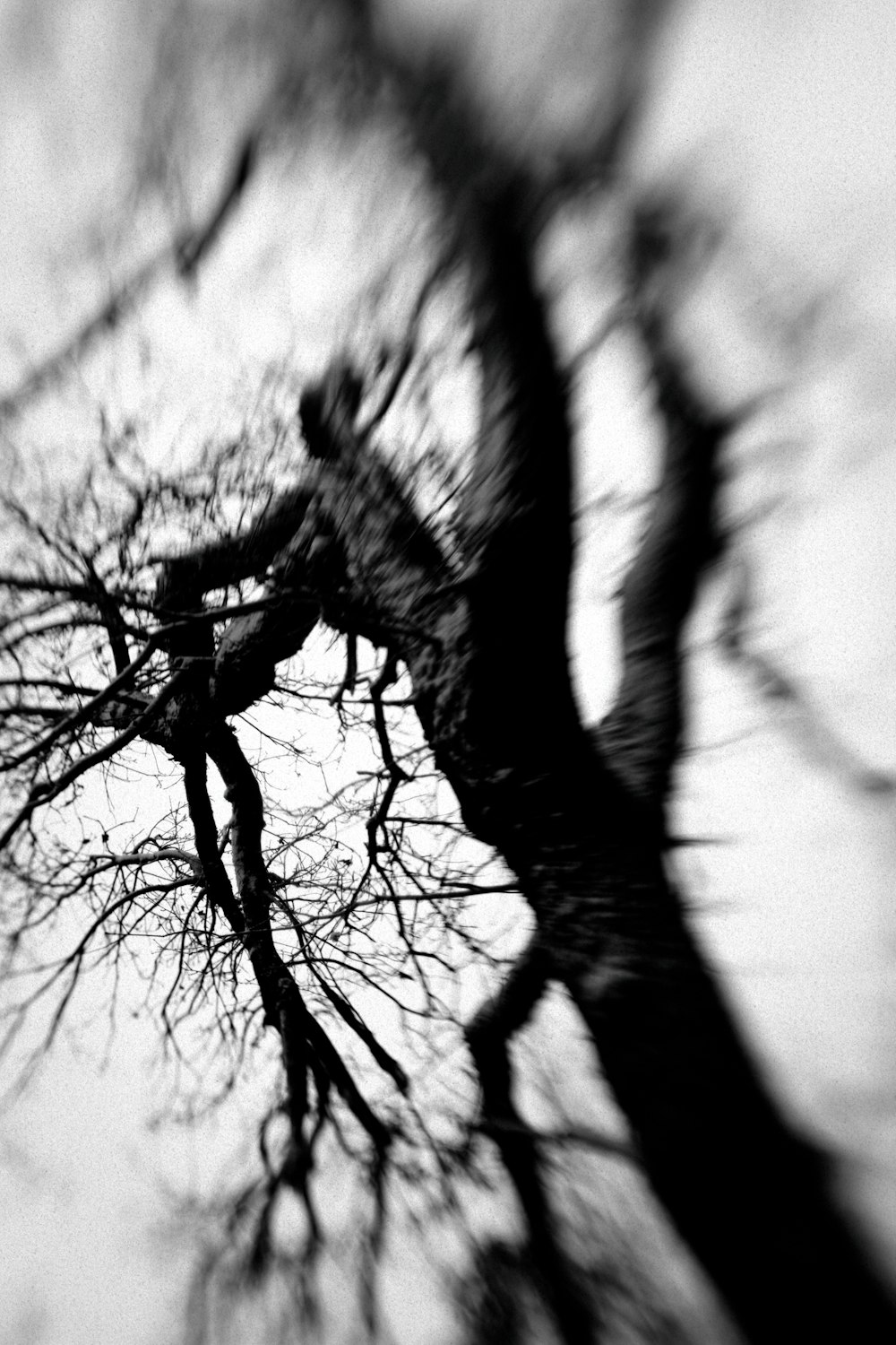 black leafless tree during daytime