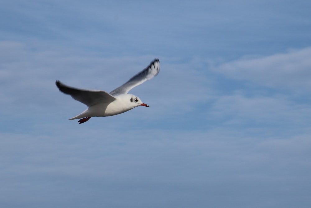 white and black bird flying under blue sky during daytime