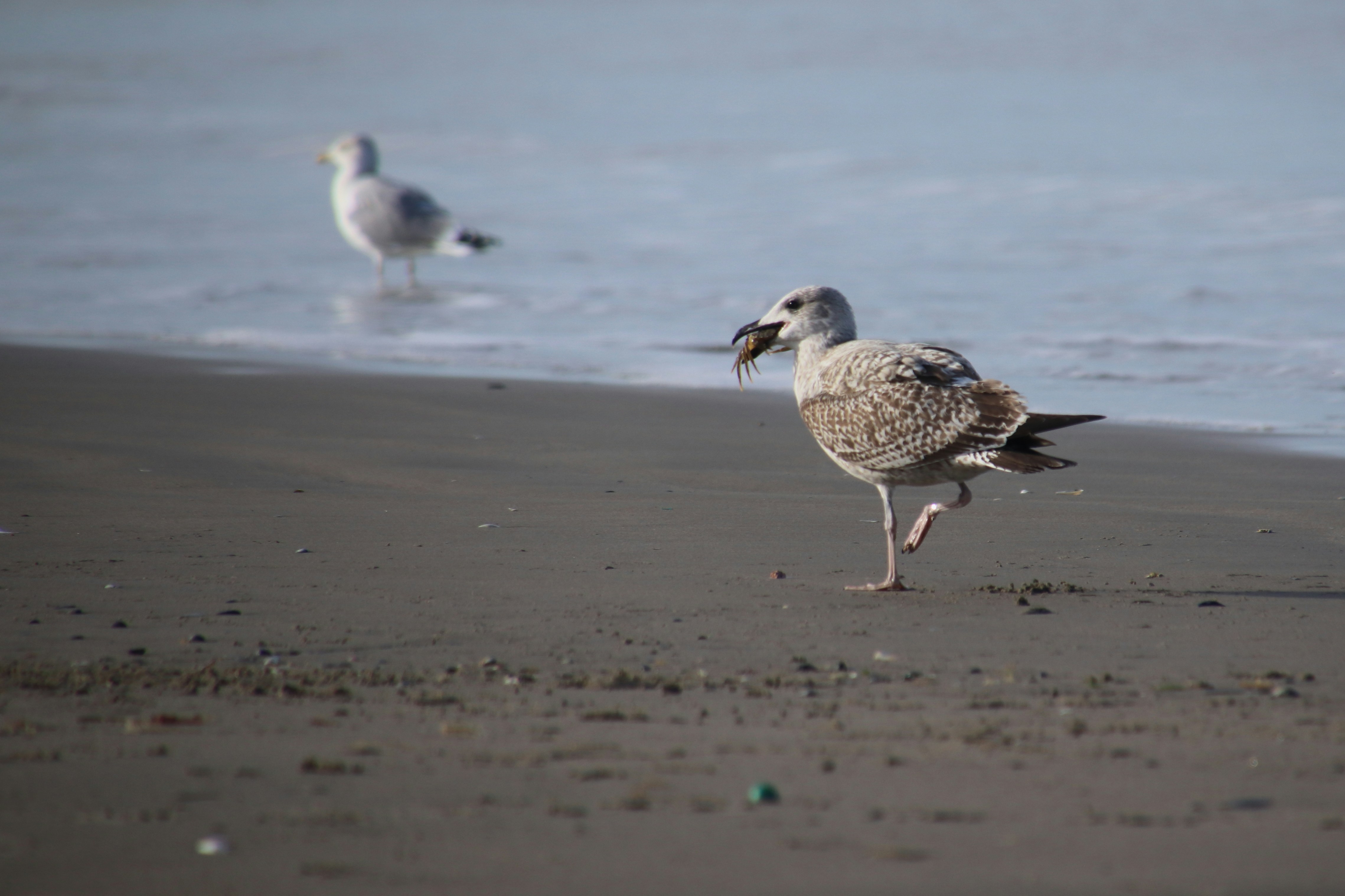 white and brown bird on beach during daytime