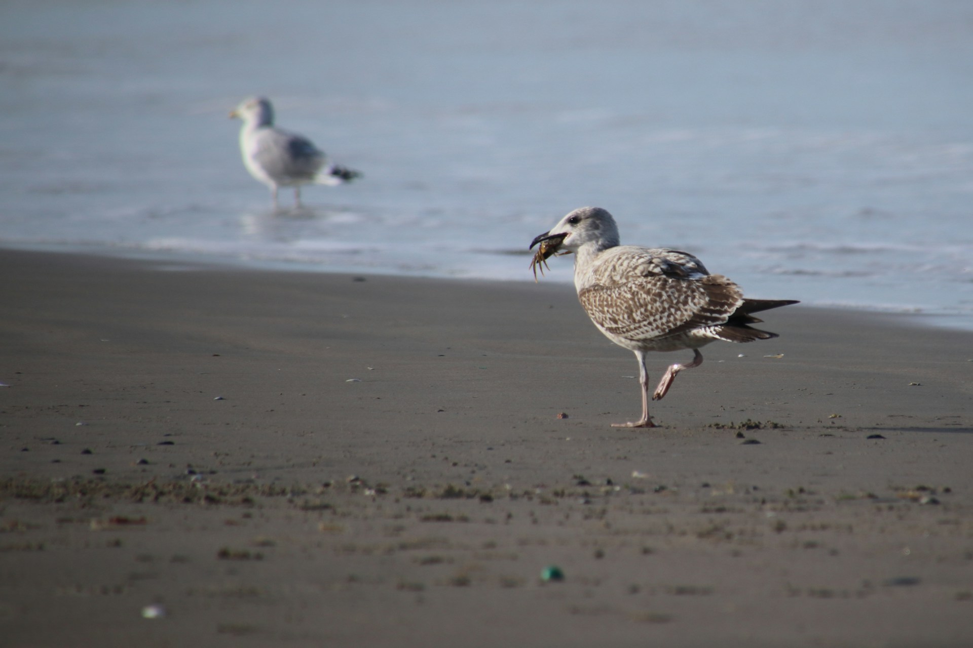 white and brown bird on beach during daytime