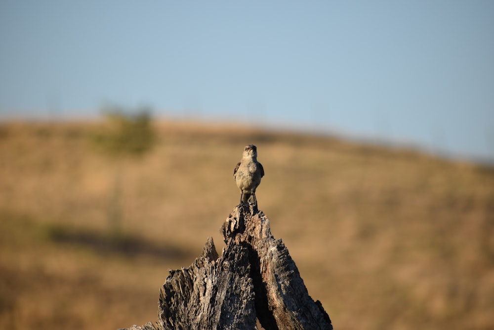 brown bird on gray rock during daytime