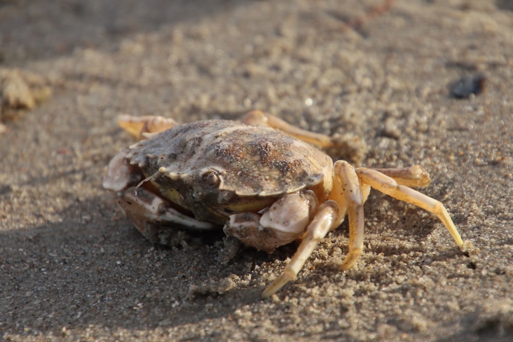 brown crab on gray sand