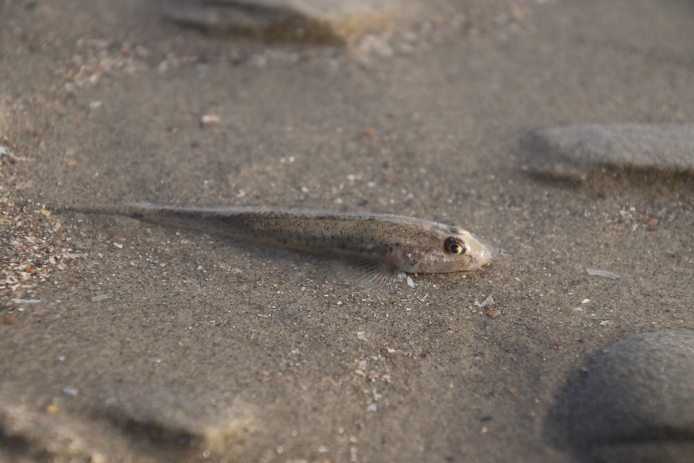 brown and gray fish on gray sand