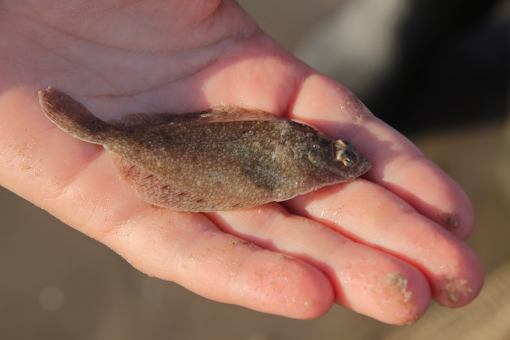 a person holding a small fish in their hand
