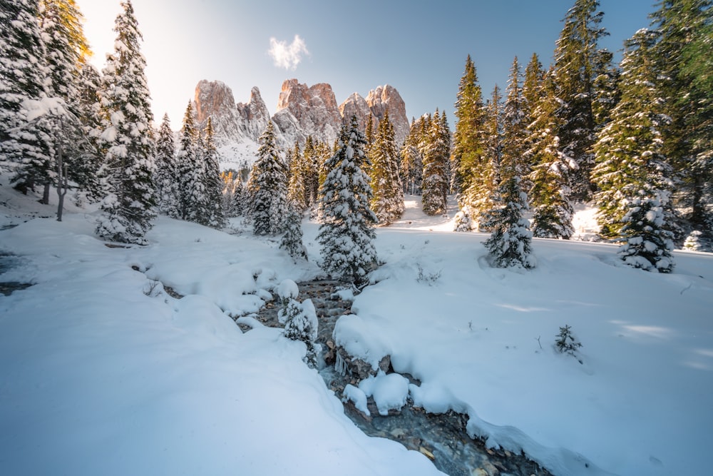 snow covered trees and field during daytime