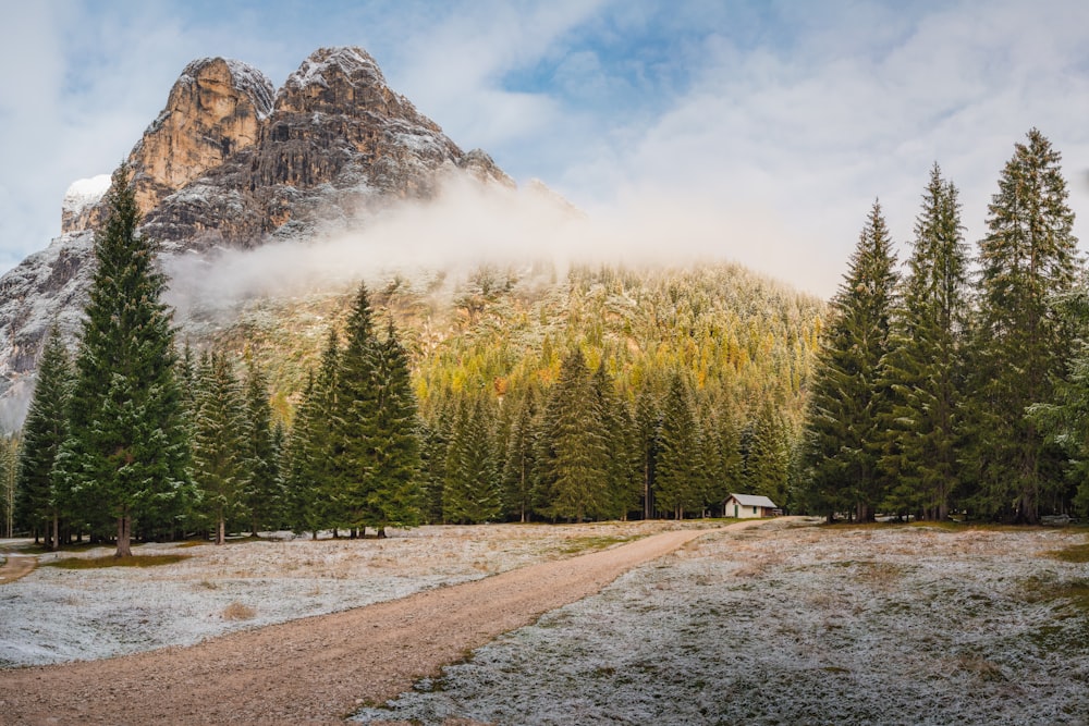 green pine trees near mountain during daytime