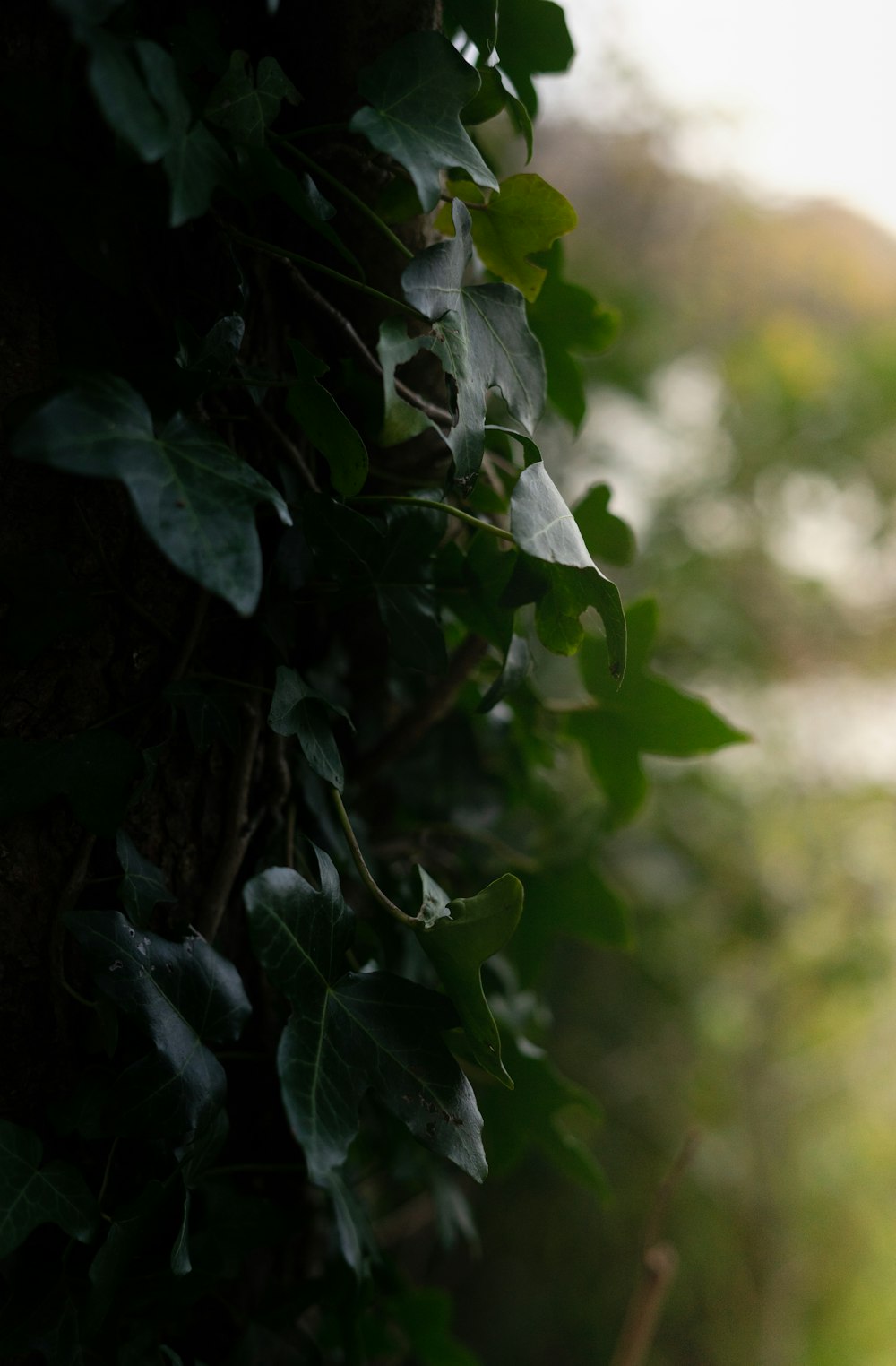 green leaves in tilt shift lens