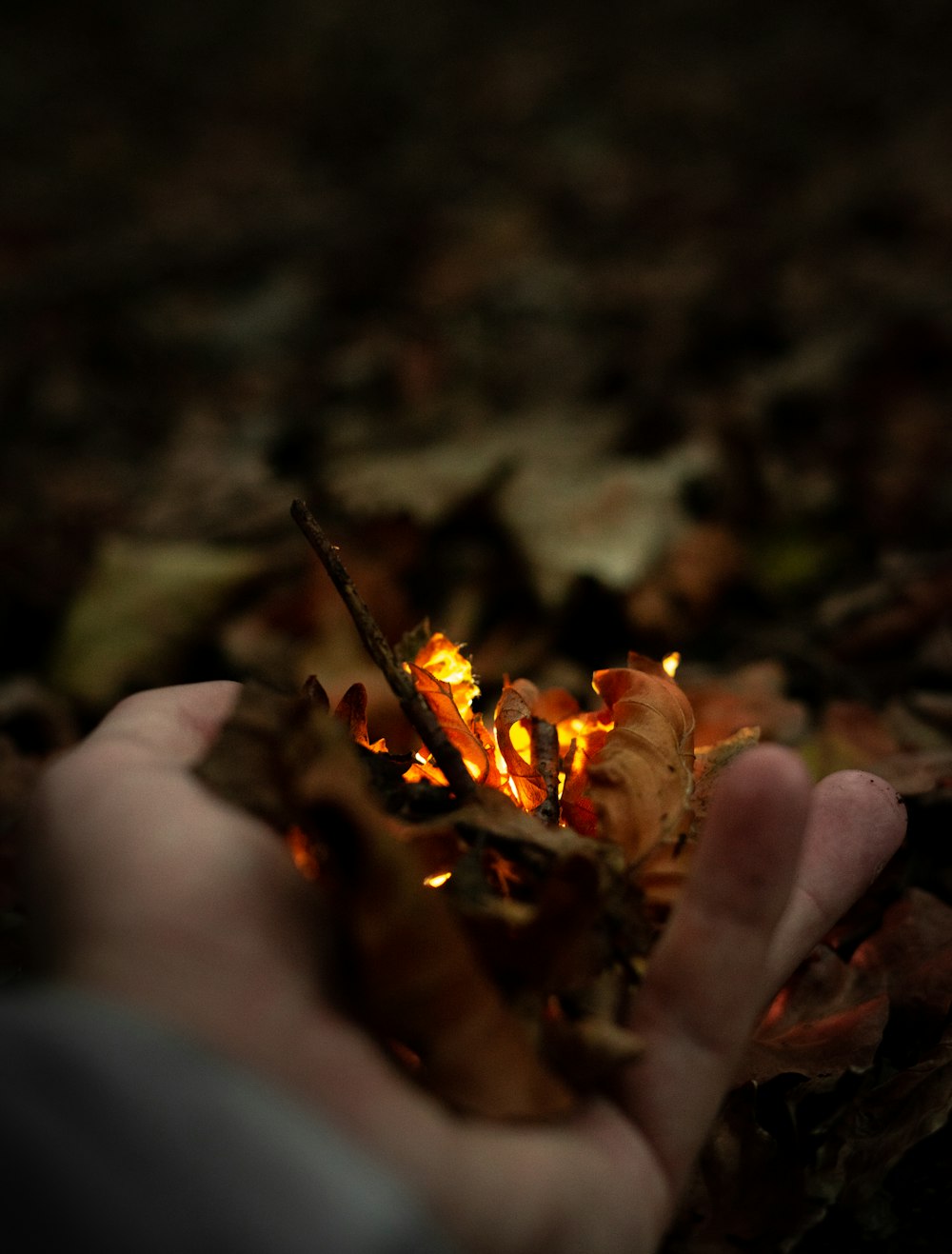 person holding lighted brown and yellow fire