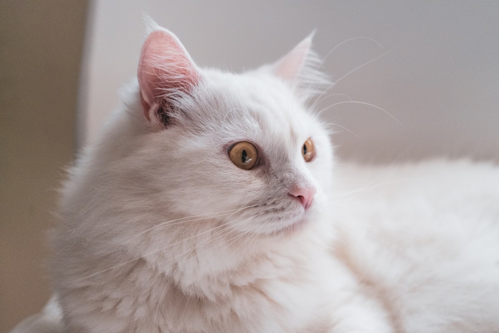 white long fur cat on white textile