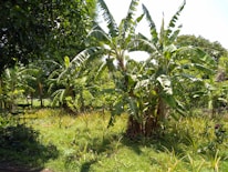 A lush tropical garden filled with banana plants and other greenery, illuminated by bright sunlight. The area is densely populated with tall, large-leaved banana trees, surrounded by a variety of smaller plants and grasses.