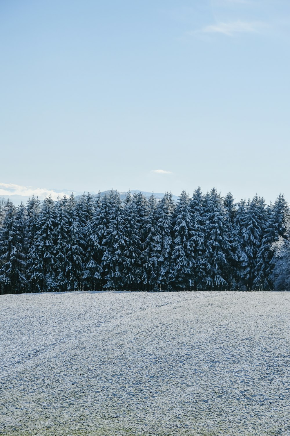 green pine trees covered with snow