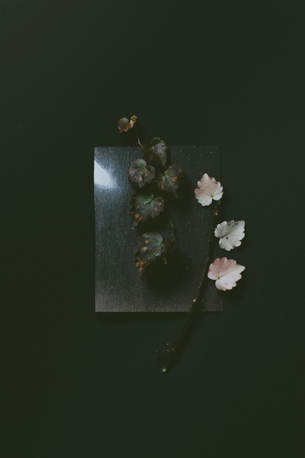 white flower on black surface