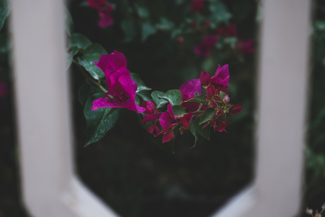 pink flower on black and white surface