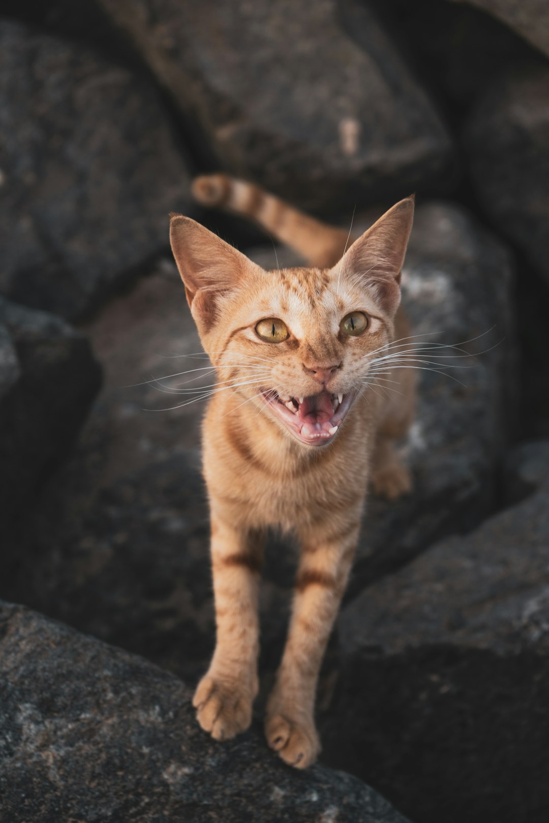 orange tabby cat on gray rock