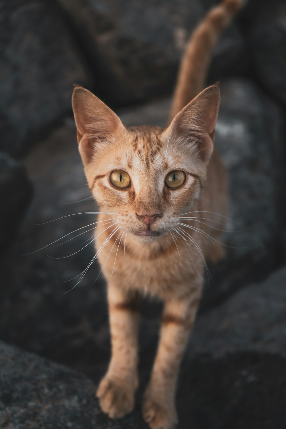 brown tabby cat in black background