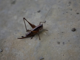 A brown cricket positioned on a rough, earthy surface with a grayish-brown texture. Its long antennae and legs are slightly angled, displaying the distinct features of its body.
