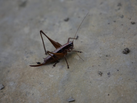 A brown cricket positioned on a rough, earthy surface with a grayish-brown texture. Its long antennae and legs are slightly angled, displaying the distinct features of its body.