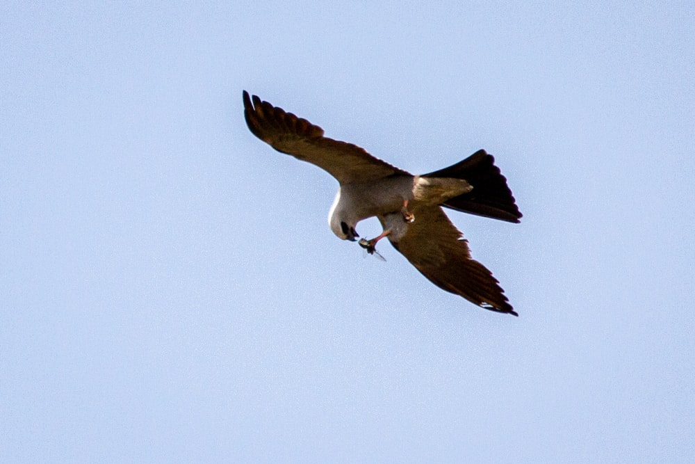 brown and white bird flying