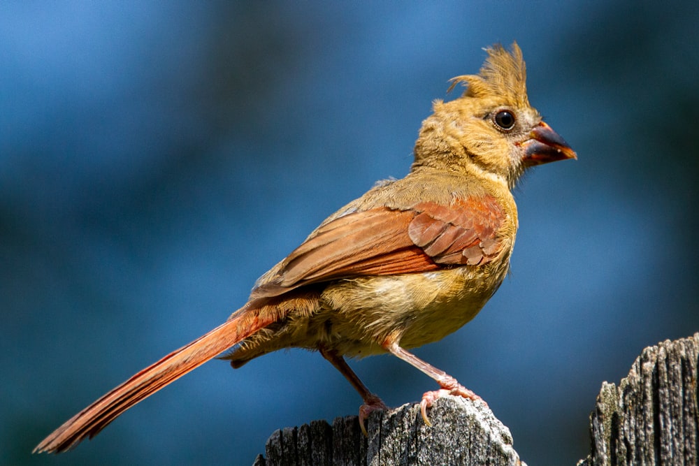 pájaro marrón en la rama de un árbol marrón