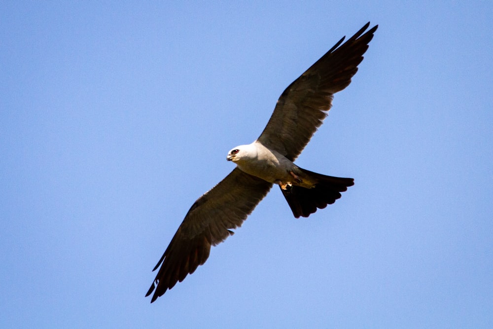 white and black bird flying during daytime