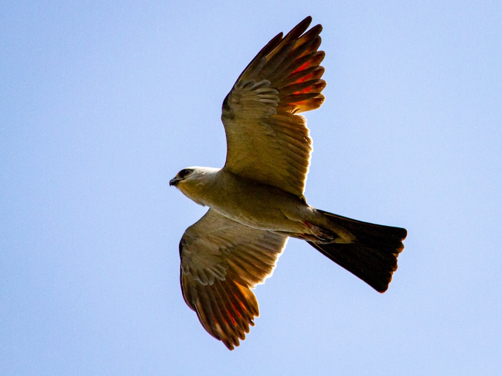 oiseau brun et blanc volant