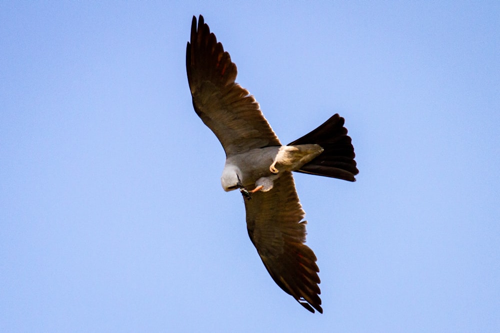 pássaro marrom e branco voando durante o dia