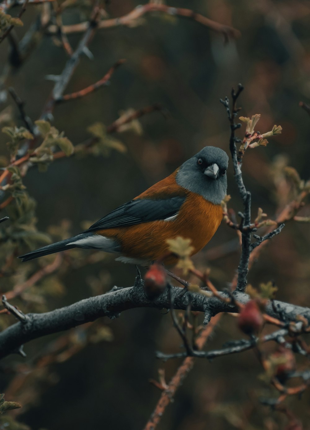 木の枝にとまる茶色と黒の鳥