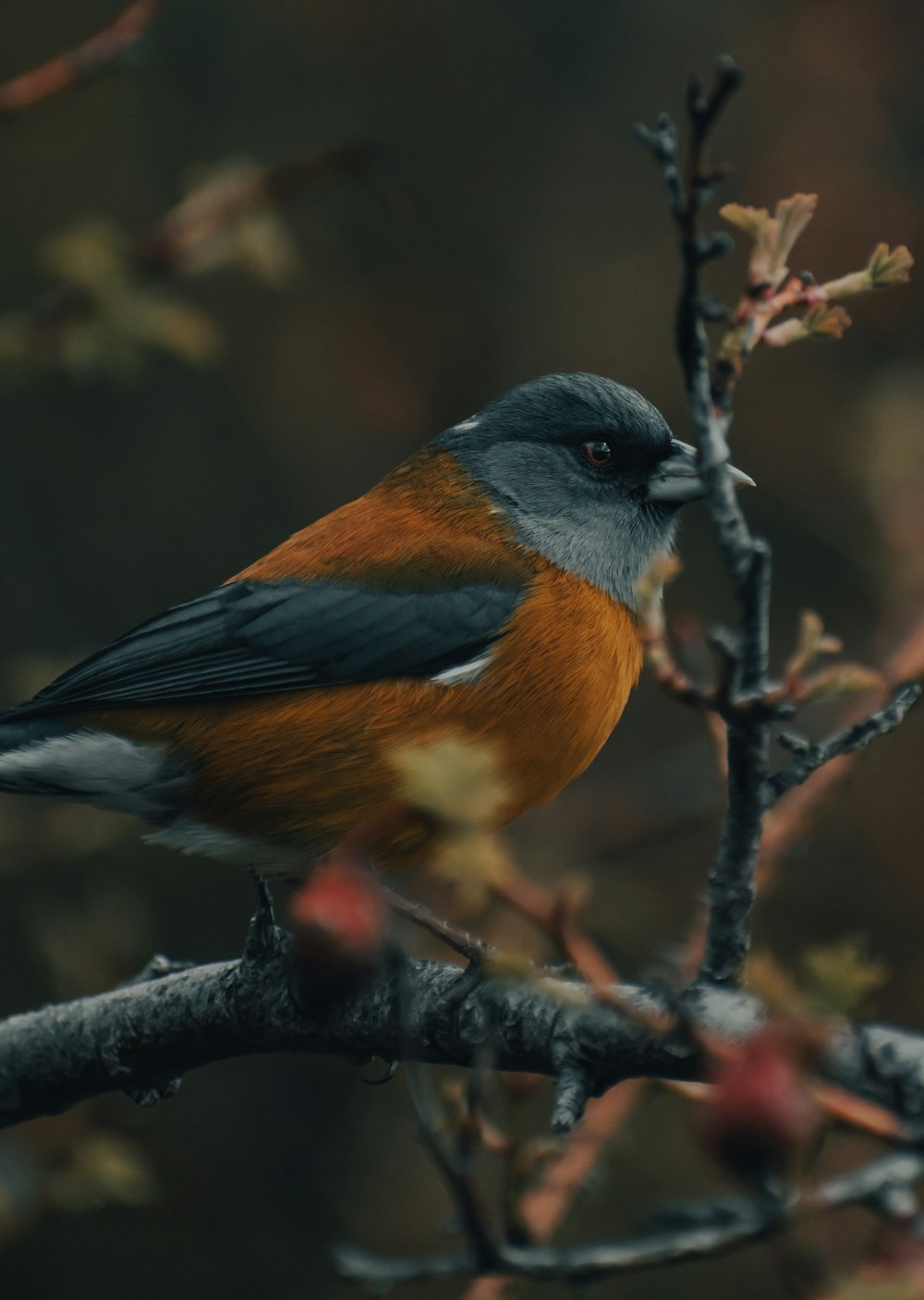 brown and black bird on tree branch