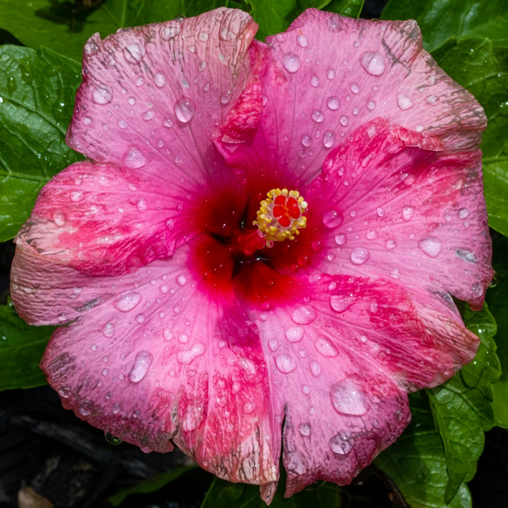 물방울이 있는 분홍색 꽃