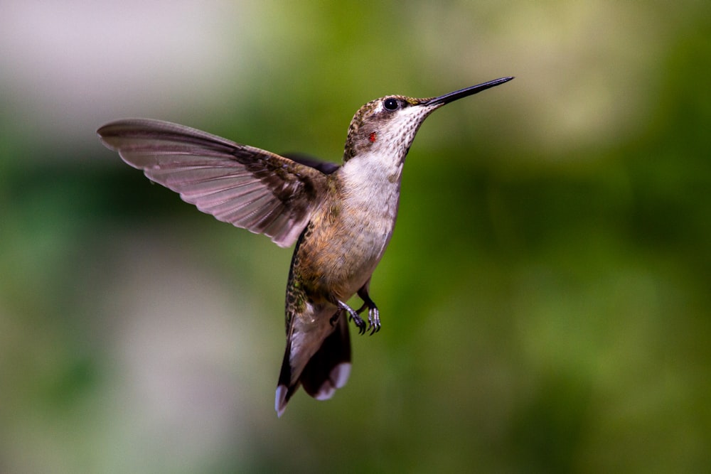 brown humming bird flying in the air