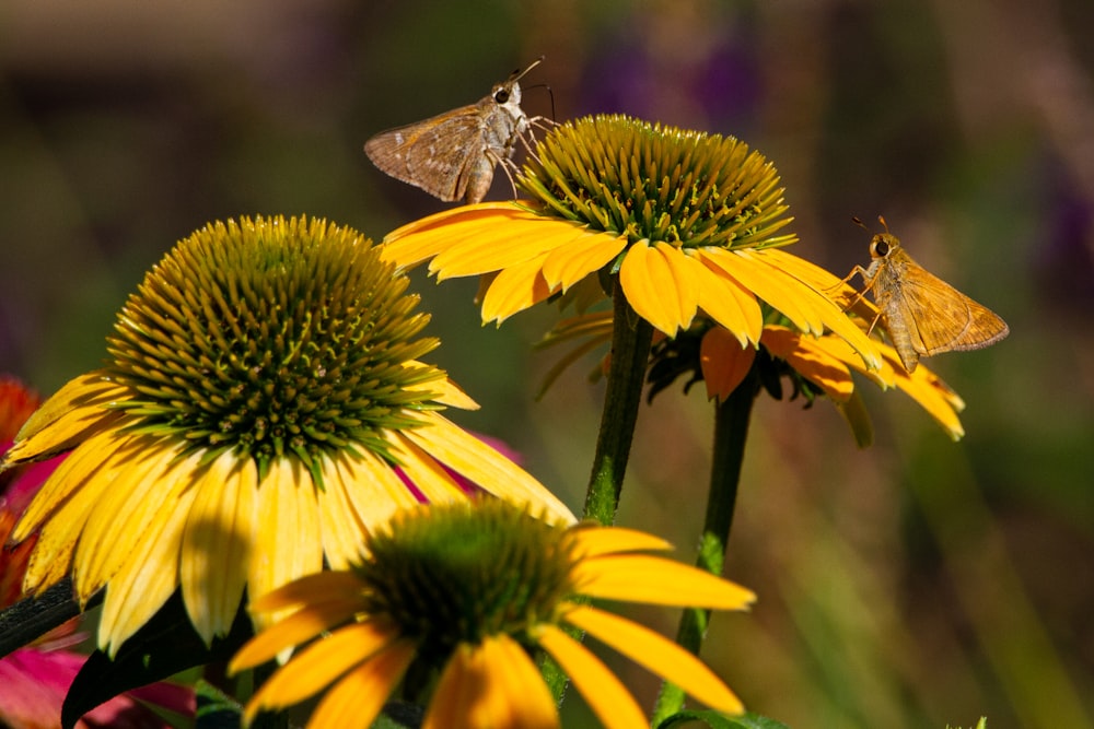 brown moth on yellow flower