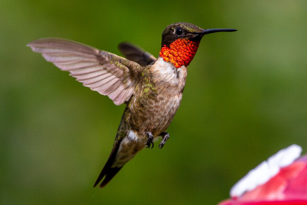 brown and black humming bird flying