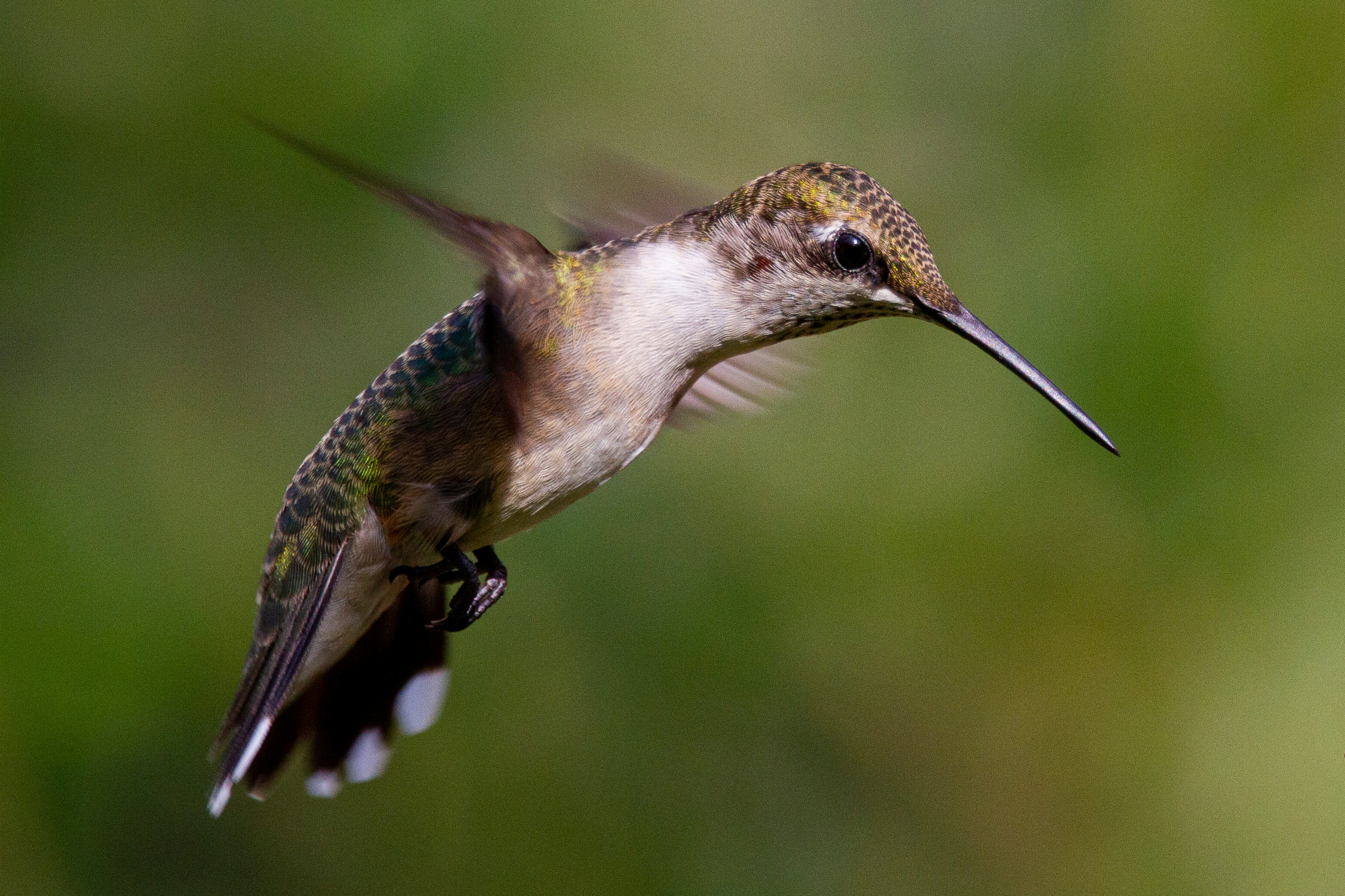 Ruby-throated Hummingbird
