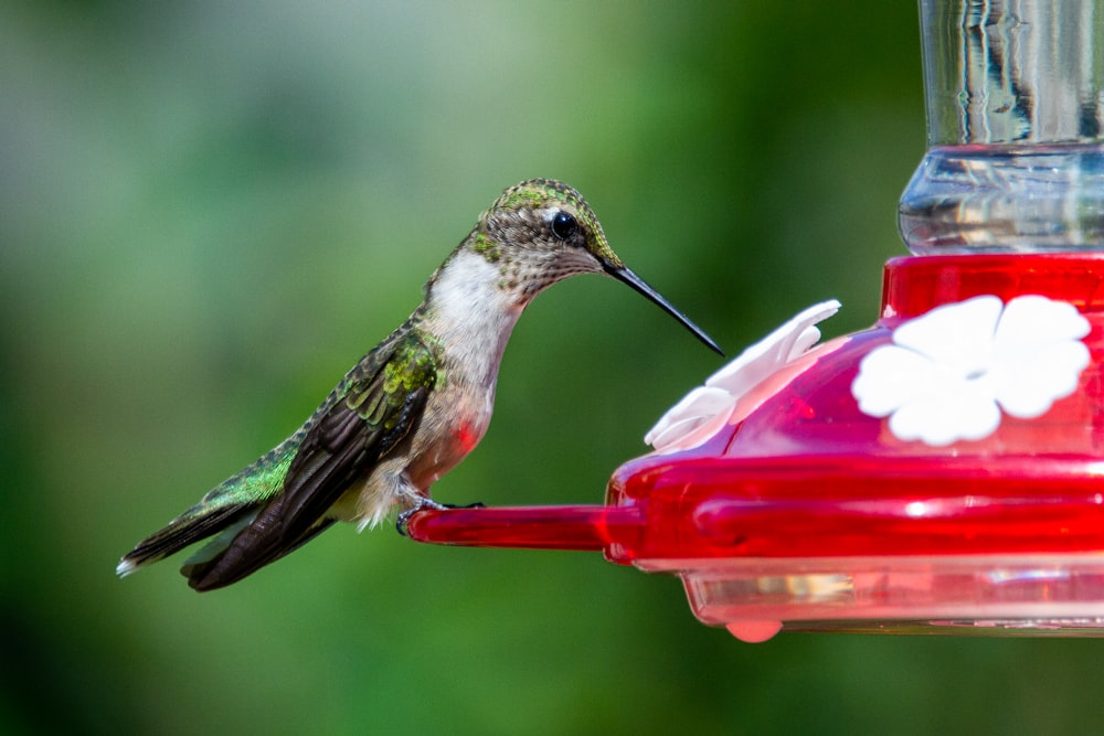 green and white humming bird