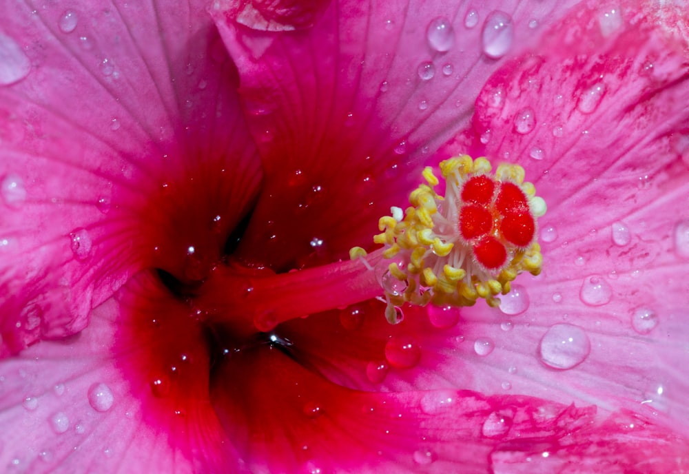 pink hibiscus in bloom macro photo