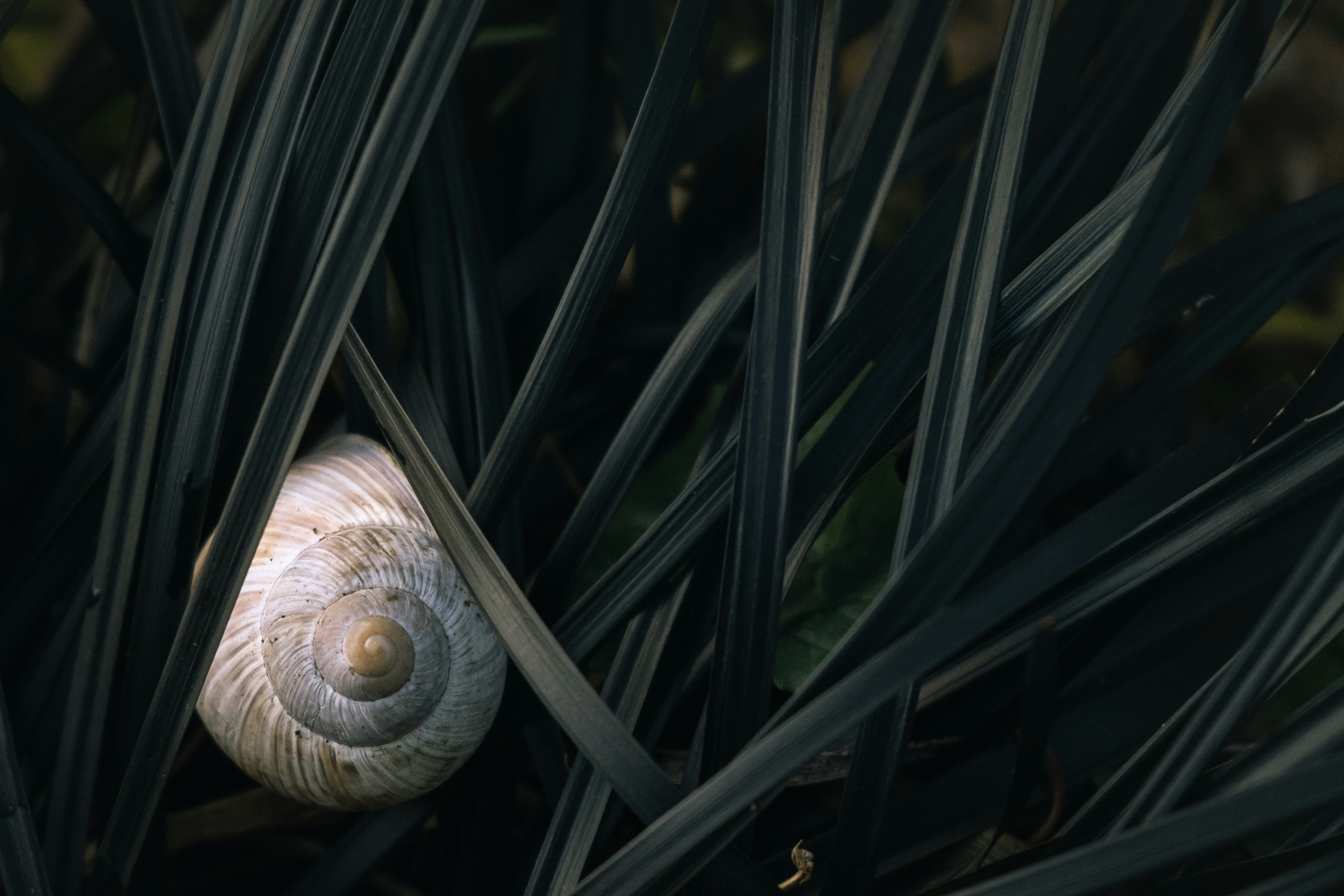caracol branco e marrom na planta verde