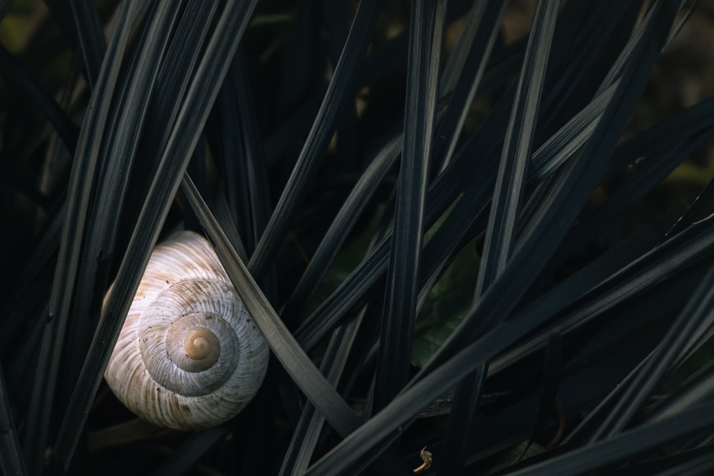 white and brown snail on green plant