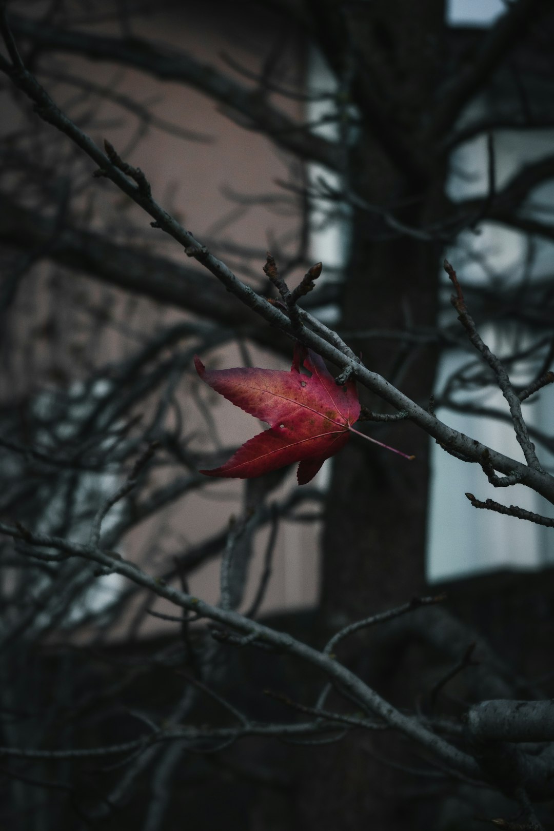 red leaf on brown tree branch