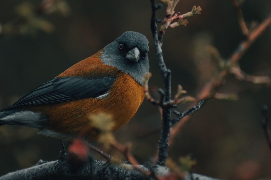 black and brown bird on tree branch