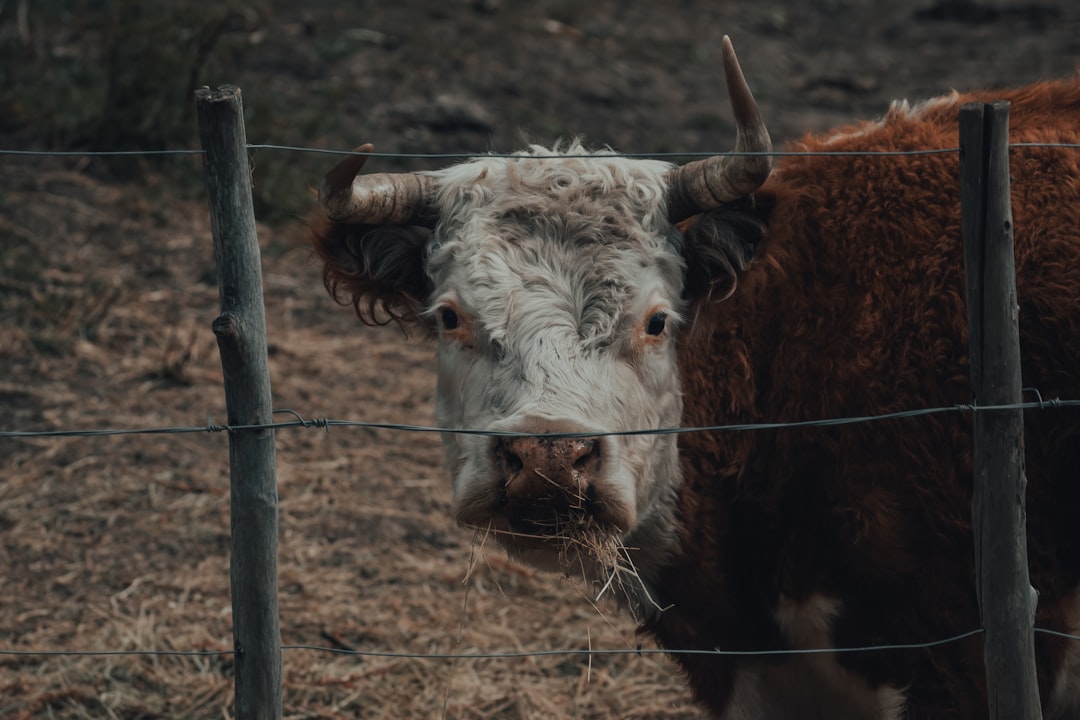 white and brown cow on brown field during daytime