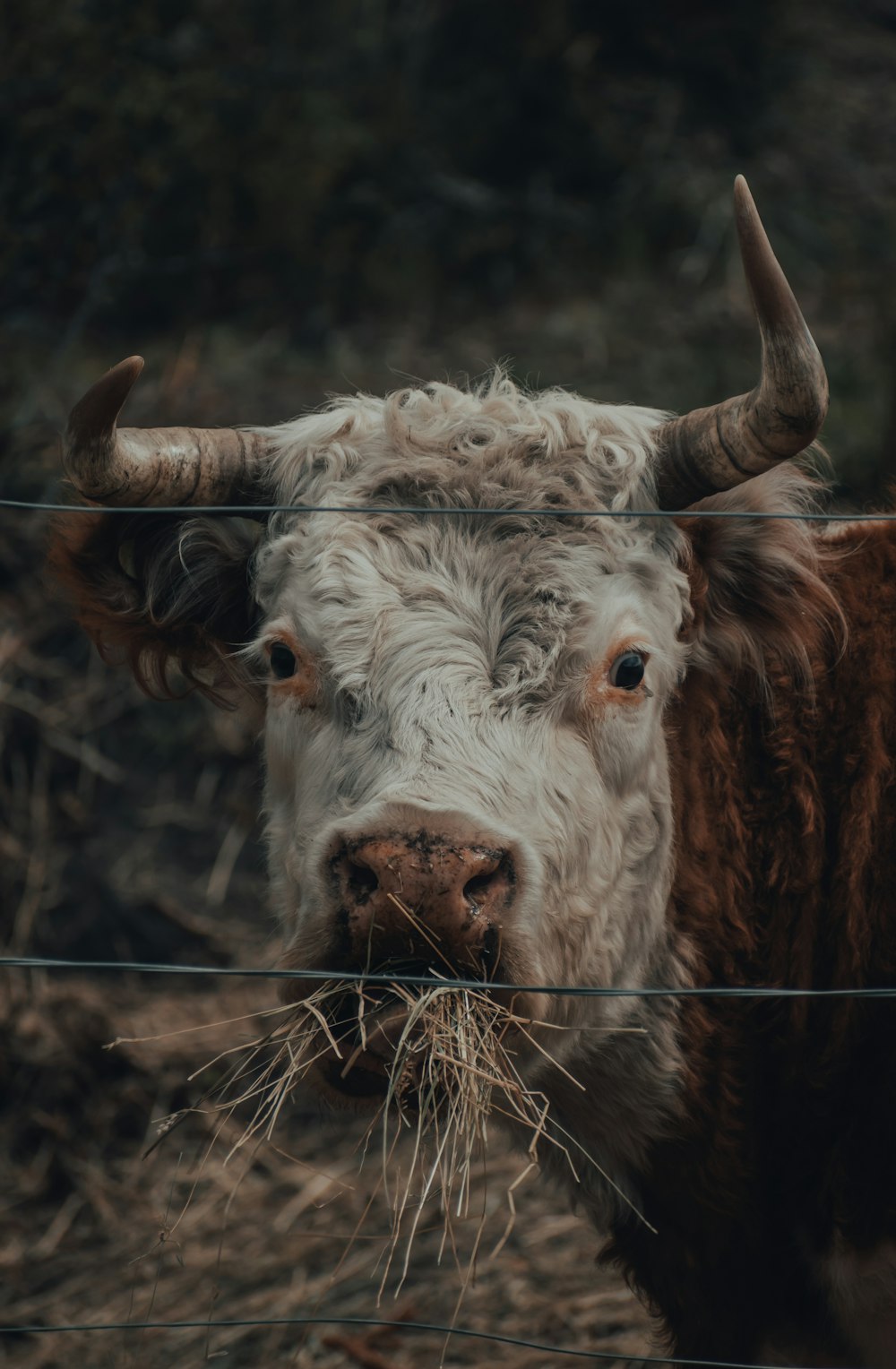 white and brown cow in close up photography