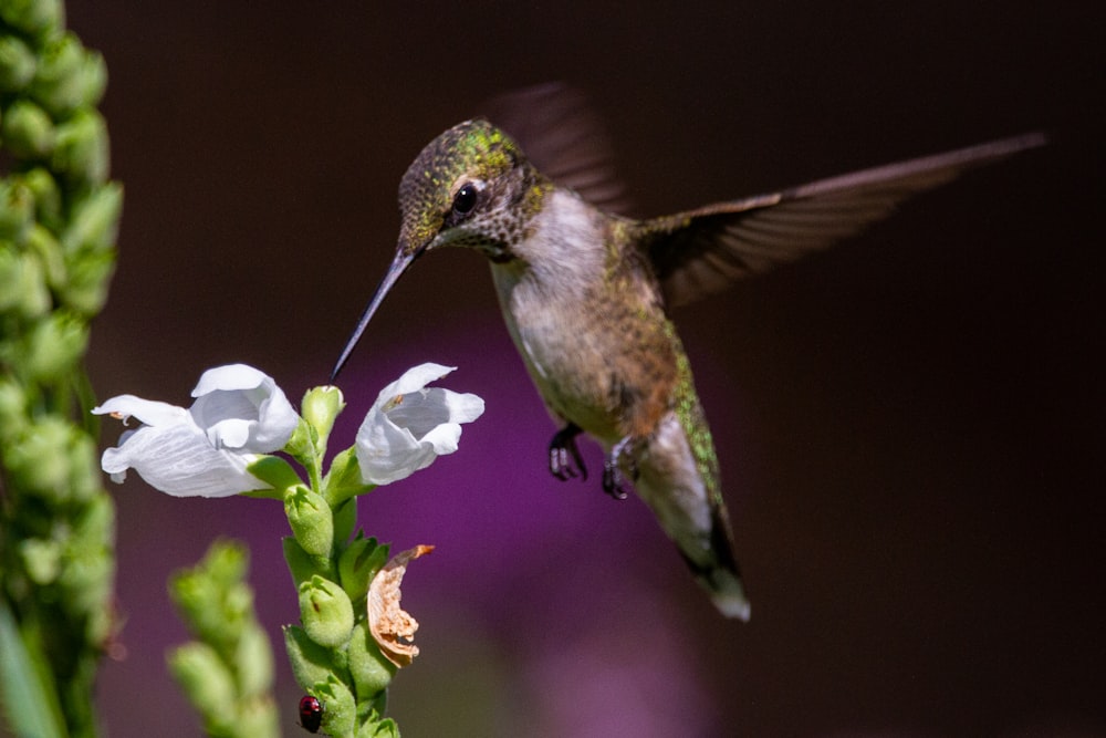 brown humming bird flying on white flower