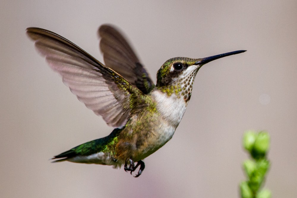 green and white humming bird