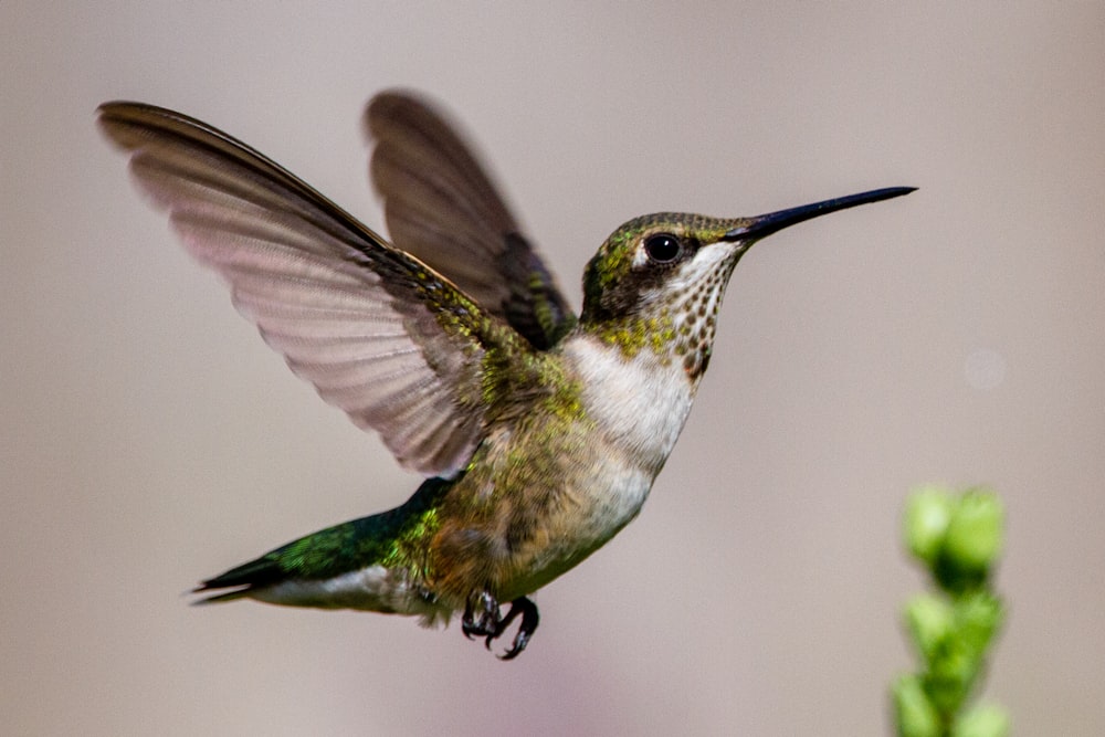 grün-weißer Kolibri